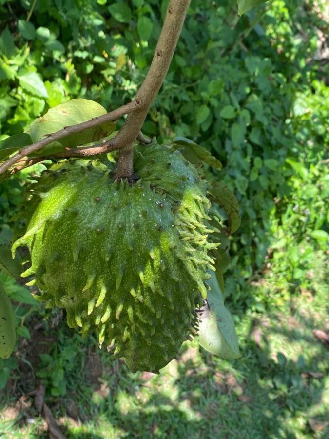 فيلا Casa Algana El Limon المظهر الخارجي الصورة